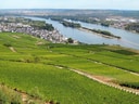 Weinberge mit Blick auf einen Fluss und eine Kleinstadt im Hintergrund.