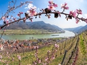 Blühende Kirschbäume mit Blick auf Fluss und Weinberge.