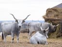 Graue Rinder mit langen Hörnern stehen und liegen neben einem grossen Heuhaufen auf einem Bauernhof.