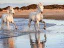 Zwei weisse Pferde laufen durch flaches Wasser am Strand.