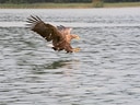 Adler fliegt knapp über dem Wasser.