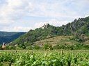 Weinberge mit Hügel und Ruine im Hintergrund.