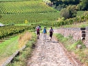 Wanderer auf einem Weg durch Weinberge.