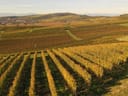 Zwei Personen spazieren durch herbstliche Weinberge mit Hügeln im Hintergrund.