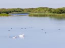 Schwan mit Küken schwimmt auf einem See mit grüner Ufervegetation.