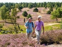 Zwei Personen wandern durch eine blühende Heidelandschaft mit Bäumen im Hintergrund.