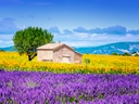Steinhaus inmitten von Lavendel und Sonnenblumenfeldern.
