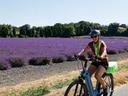 Radfahrer vor einem Lavendelfeld.
