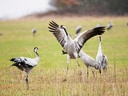 Kraniche auf einer Wiese mit erhobenen Flügeln.
