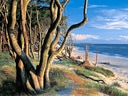 Strand mit Bäumen und Meerblick unter blauem Himmel.