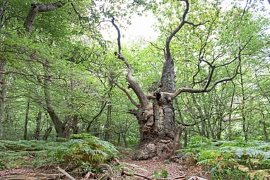 Grosser, alter Baum im dichten Wald.