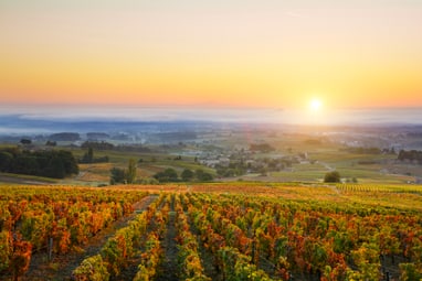 Sonnenaufgang über einem Weinberg mit herbstlichen Blättern.