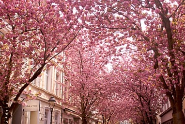 Strasse mit blühenden Kirschbäumen in voller Blüte.