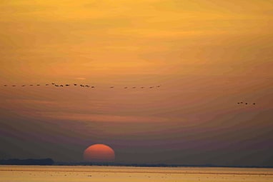 Sonnenuntergang am Meer mit fliegenden Vögeln.