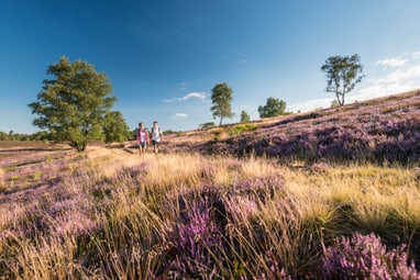Zwei Personen wandern durch eine Heide mit lila Blumen und Bäumen.