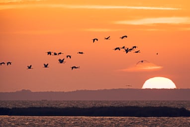 Vögel fliegen bei Sonnenuntergang über das Meer.