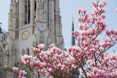 wien-im-magnolienzauber-ein-hauch-fruehling-in-der-stadt.jpg Rosa Blüten vor einer gotischen Kirche mit Uhrturm.