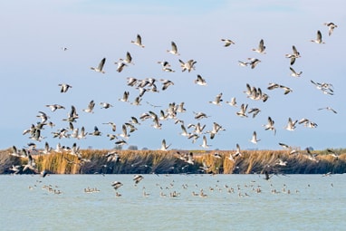 Schwarm von Vögeln, die über einem See fliegen, Schilf im Hintergrund.