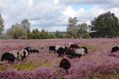 Schafe auf einer violetten Heidewiese unter bewölktem Himmel.