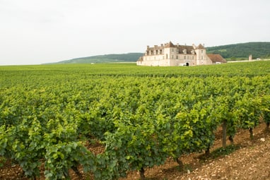 Weingut inmitten von Weinbergen mit einem Herrenhaus im Hintergrund.