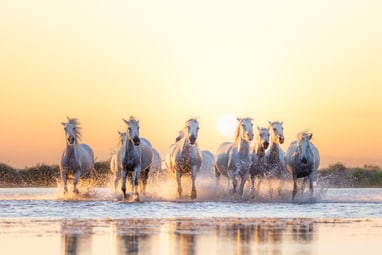 Eine Gruppe von weissen Pferden galoppiert durch flaches Wasser bei Sonnenuntergang.