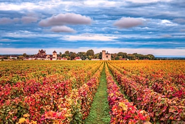 Blick auf Herbstweinfelder mit Schloss im Hintergrund.