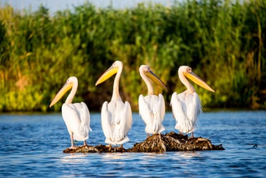 eine-der-groessten-pelikankolonien-weltweit-lebt-im-donaudel.jpg Vier Pelikane auf einem Felsen im Wasser.