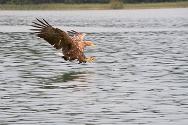europas-seeadler-hotspot-das-oderdelta.jpg Adler fliegt knapp über dem Wasser.