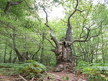 Grosser, alter Baum im dichten Wald.