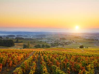 leuchtender-herbst-im-burgund.jpg Sonnenaufgang über einem Weinberg mit herbstlichen Blättern.
