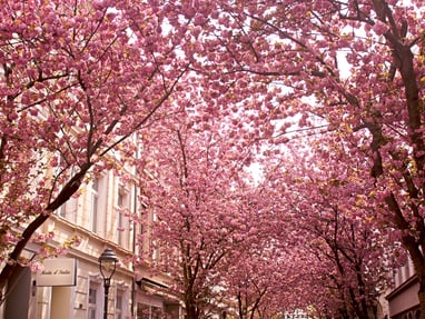 kirschbluete-in-bonn.jpg Strasse mit blühenden Kirschbäumen in voller Blüte.