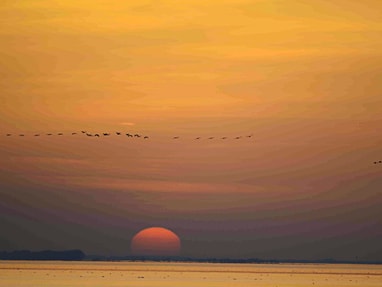 ausdauernde-flieger-kraniche-koennen-hunderte-von-kilometern.jpg Sonnenuntergang am Meer mit fliegenden Vögeln.