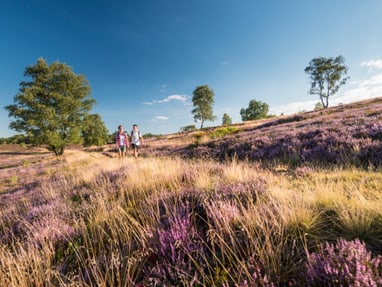 lueneburger-heide.jpg Zwei Personen wandern durch eine Heide mit lila Blumen und Bäumen.