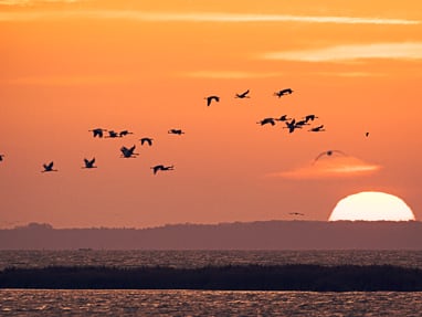 ausdauernde-flieger-kraniche-koennen-hunderte-von-kilometern.jpg Vögel fliegen bei Sonnenuntergang über das Meer.
