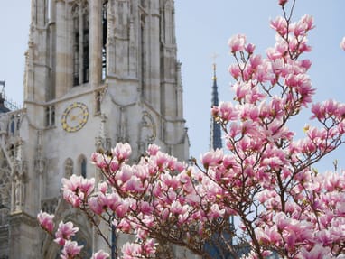 wien-im-magnolienzauber-ein-hauch-fruehling-in-der-stadt.jpg Rosa Blüten vor einer gotischen Kirche mit Uhrturm.