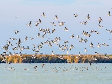 graugaense-am-neusiedler-see.jpg Schwarm von Vögeln, die über einem See fliegen, Schilf im Hintergrund.