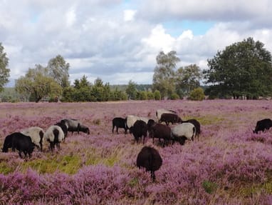 Schafe auf einer violetten Heidewiese unter bewölktem Himmel.