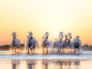 die-camargue-schutzraum-fuer-pflanzen-und-tiere.jpg Eine Gruppe von weissen Pferden galoppiert durch flaches Wasser bei Sonnenuntergang.