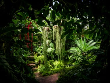 tropischer-regenwald-am-neckar-der-botanische-garten-heidelb.jpg Üppiger Dschungel mit hängenden Pflanzen und rotem Torbogen.
