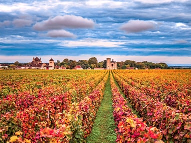 herbstliches-burgund.jpg Blick auf Herbstweinfelder mit Schloss im Hintergrund.
