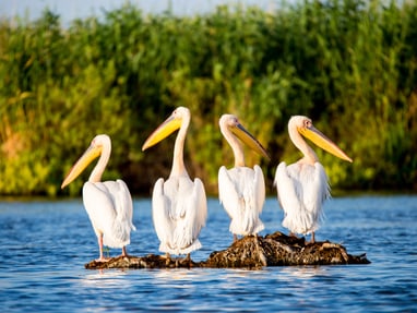 eine-der-groessten-pelikankolonien-weltweit-lebt-im-donaudel.jpg Vier Pelikane auf einem Felsen im Wasser.