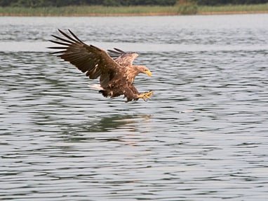 Adler fliegt knapp über dem Wasser.