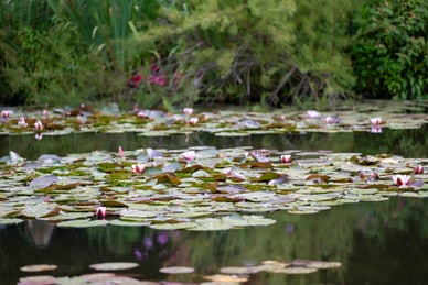 die-seine-und-ihre-impressionisten-2.jpg Teich mit Seerosen und umgebender Vegetation.