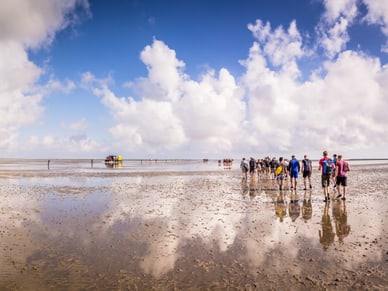 Gruppen von Erwachsenen und Kindern erkunden bei Sonnenschein das weitläufige Watt an der Nordseeküste.