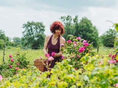 Frau mit roten Haaren im violetten Halterkleid pflückt rosa Rosen in einem Rosenfeld in Uetliberg.