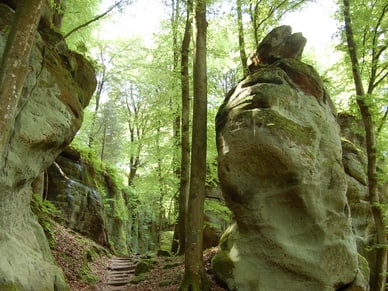 Erdpfad mit Holzstufen durch den Wald im Felsenlabyrinth Müllertal, flankiert von moosbedeckten Sandsteinfelsen.