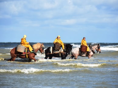 Drei Reiter in gelben Ölzeugmänteln fischen auf Pferden in der Nordsee bei Oostduinkerke, Belgien.