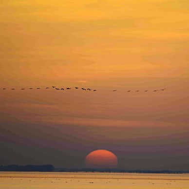 ausdauernde-flieger-kraniche-koennen-hunderte-von-kilometern.jpg Sonnenuntergang am Meer mit fliegenden Vögeln.