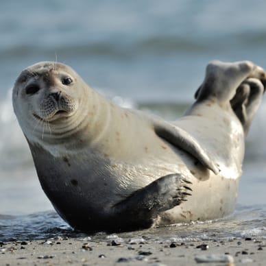 Robbe liegt auf sandigem Strand.