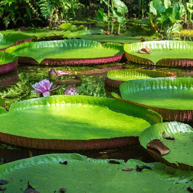 Grosse Seerosenblätter auf einem Teich.